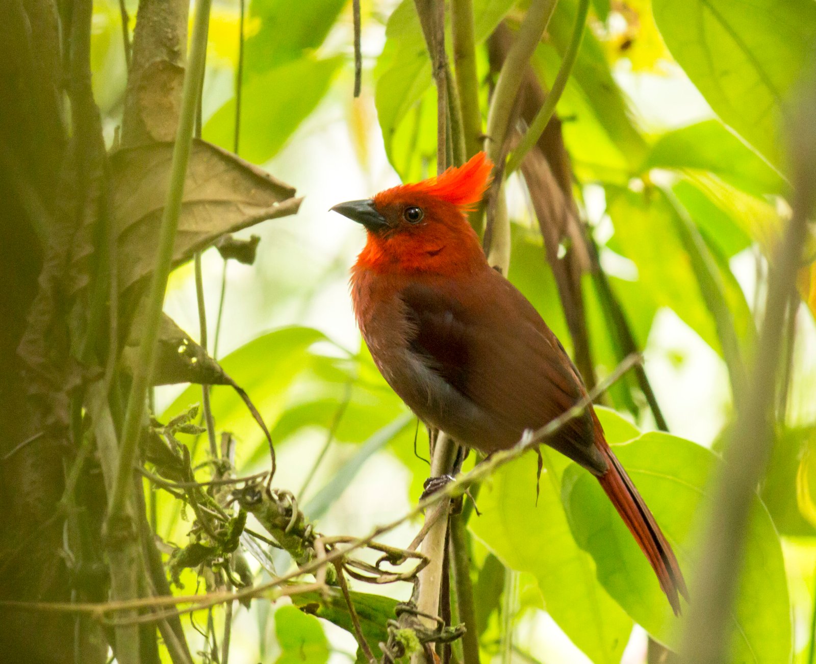 Colombia Birdwatching - Crested Ant Tanager