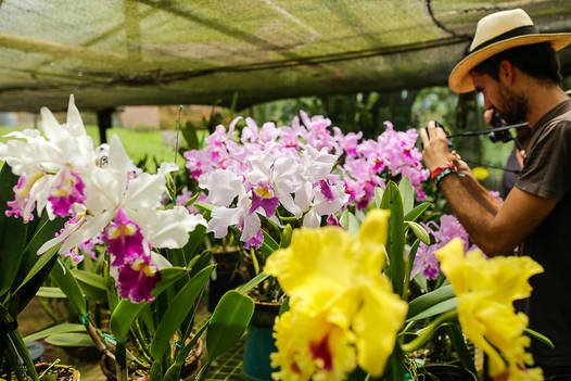 Orchids Birding in Colombia's Highlands