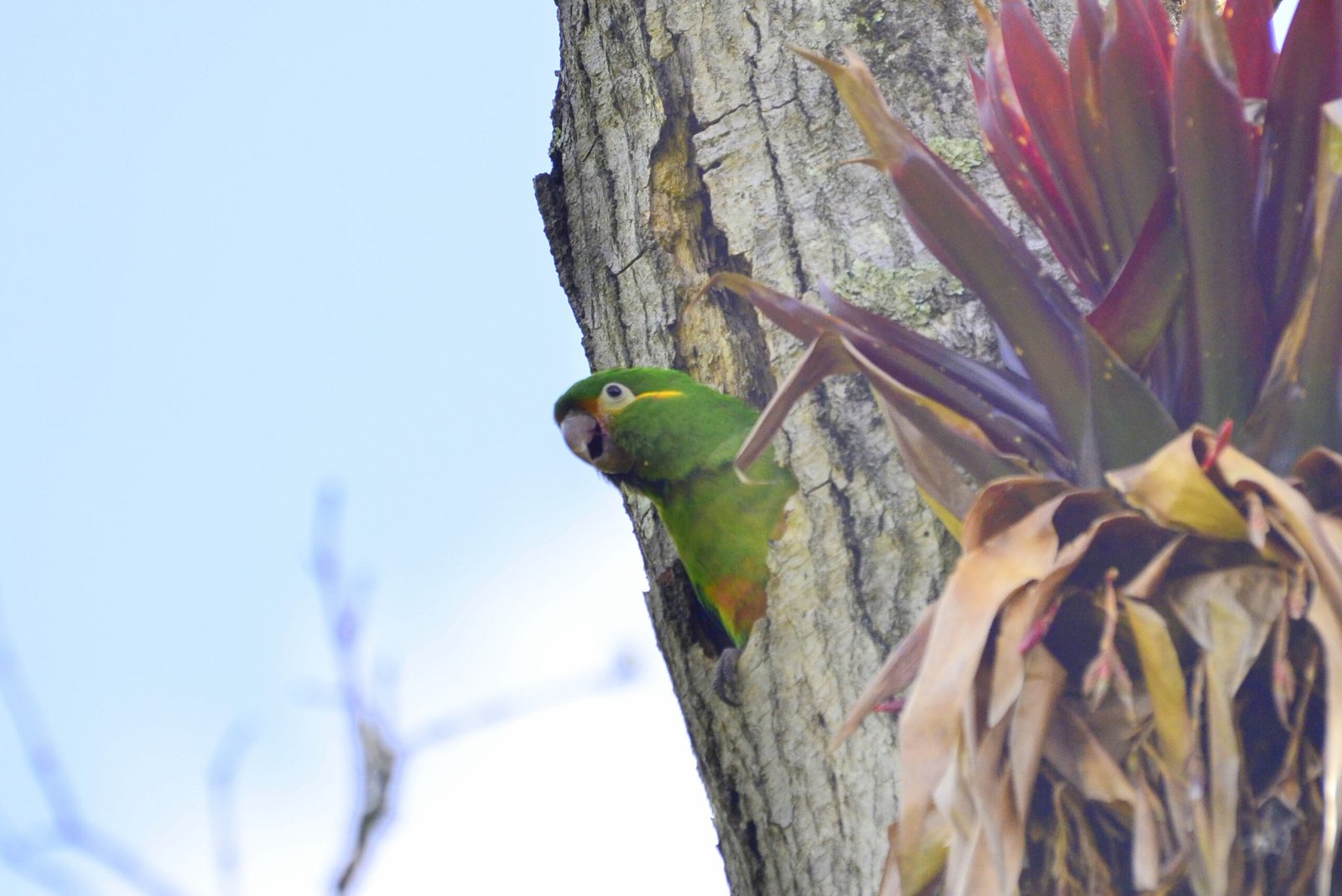 Golden plumed Parakeet