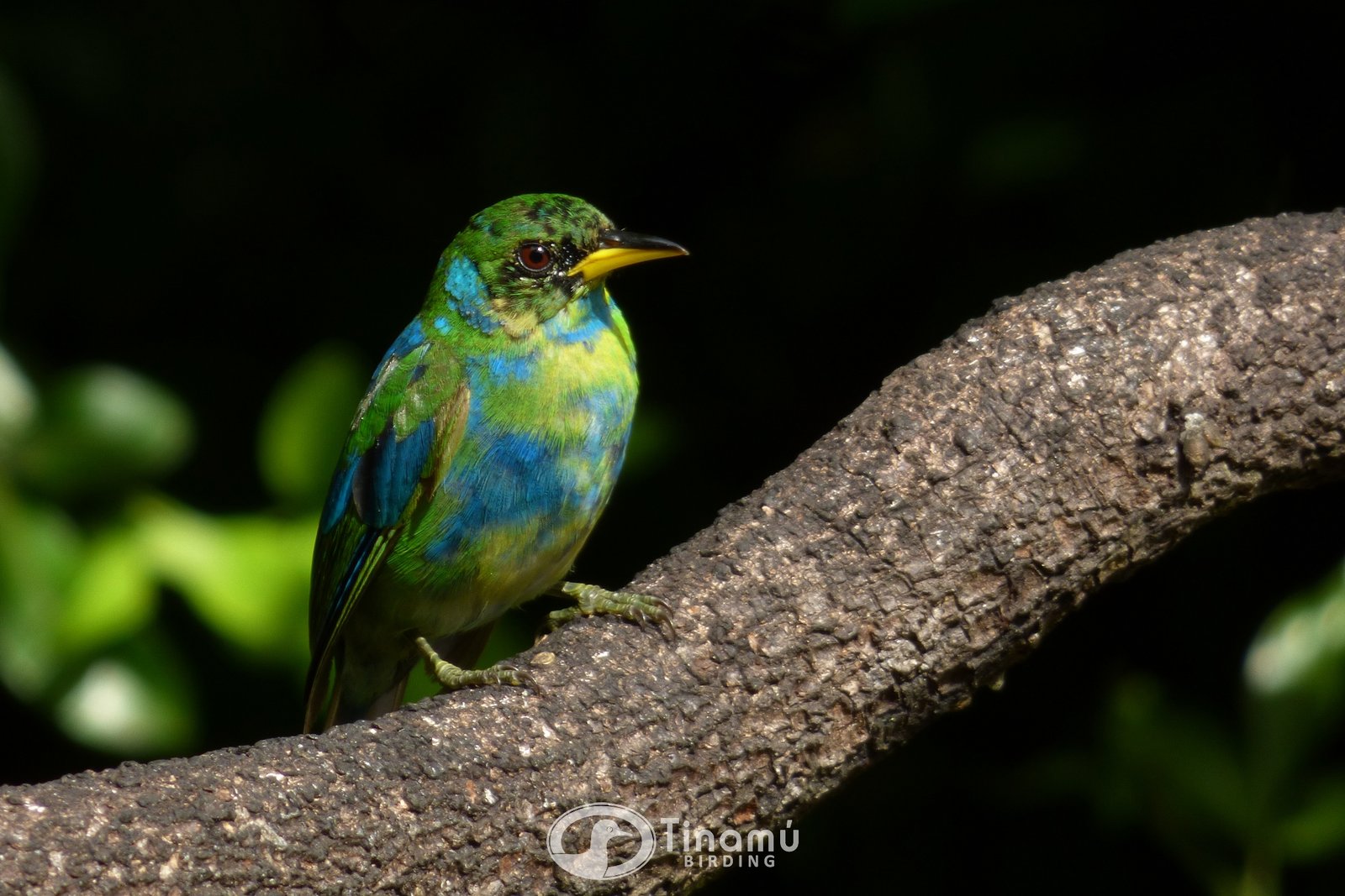 Green Honeycreeper - Colombia Birding tour