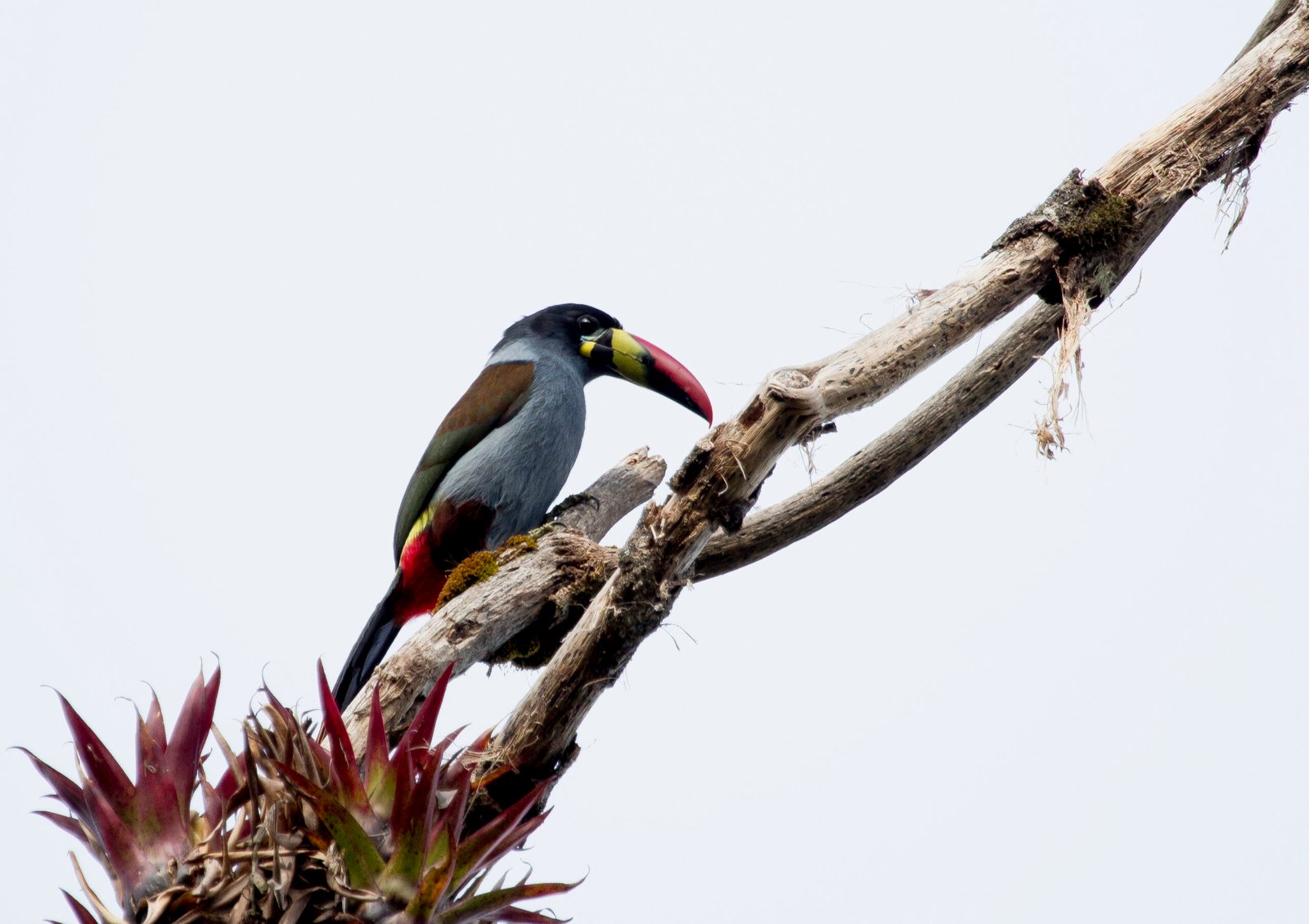 Grey-breasted Mountain-Toucan Central Andes Colombia