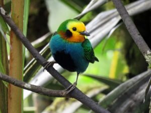 Multicolored Tanager - Birdwatching Colombia tour