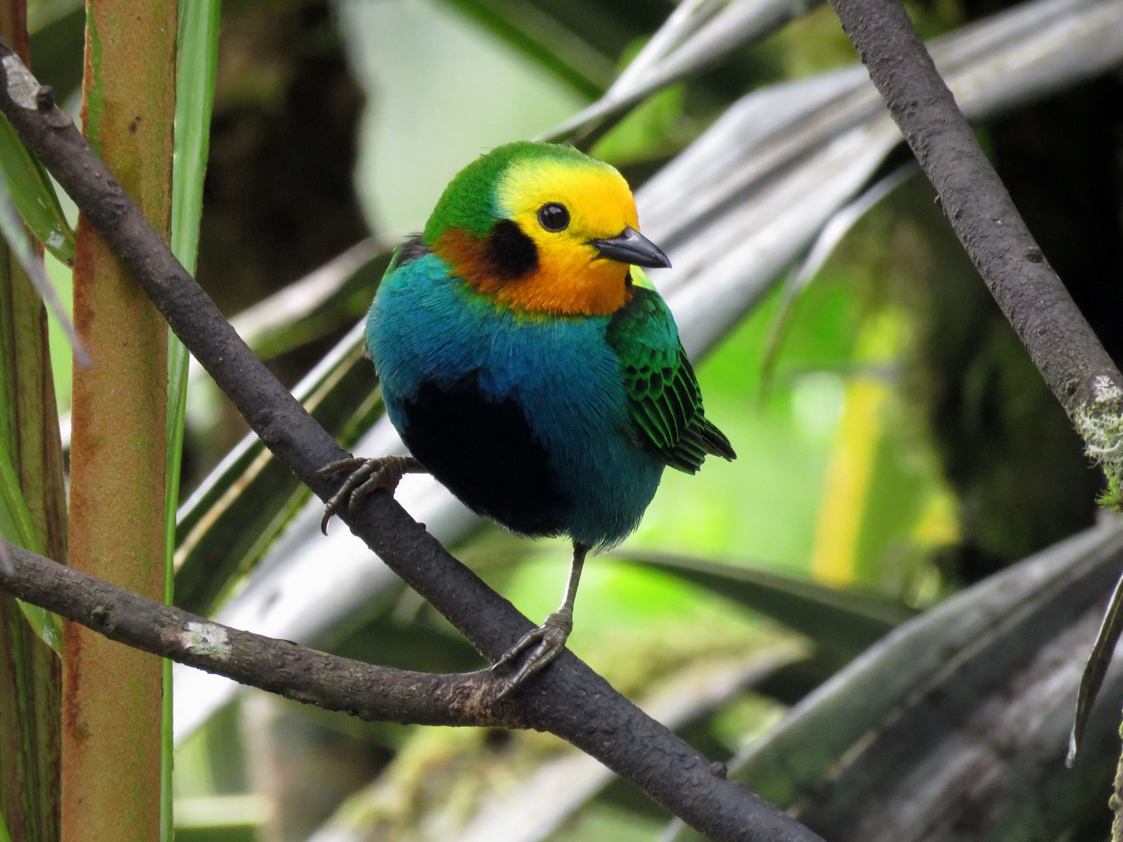 Multicolored Tanager - Birdwatching Colombia tour