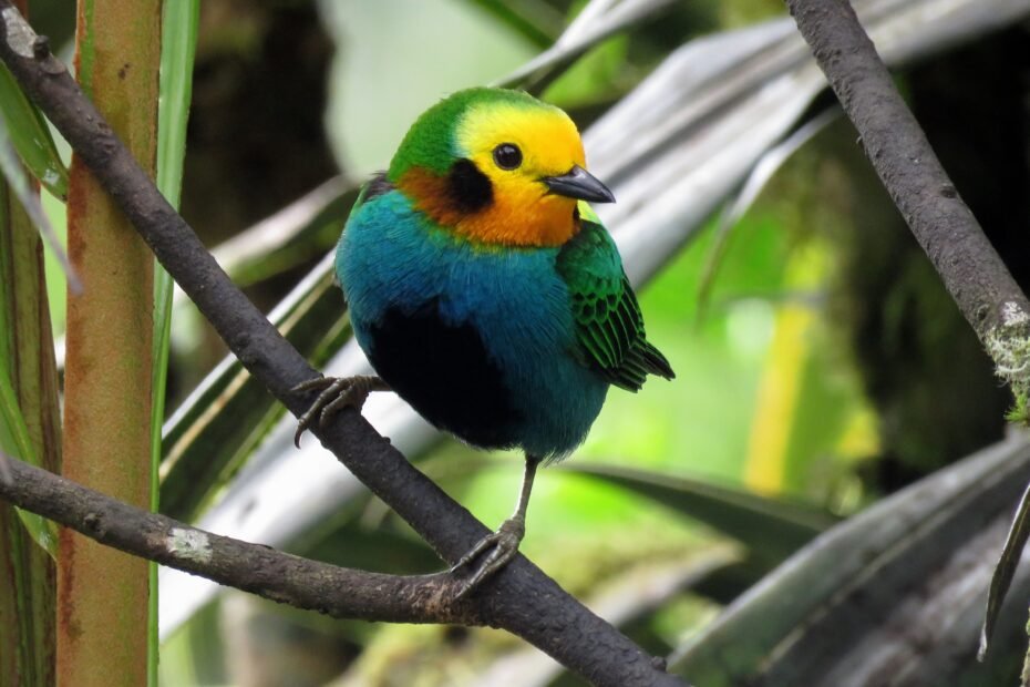 Multicolored Tanager - Birdwatching Colombia tour