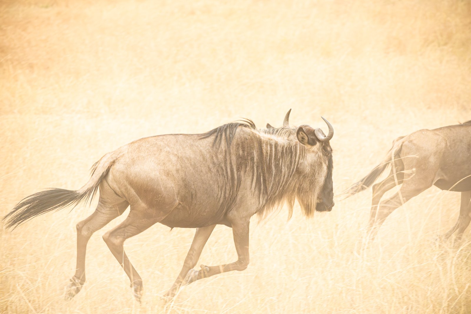 Serengeti Migration - Tanzania Photography Workshop