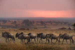 Serengeti Migration - Tanzania Photography Workshop