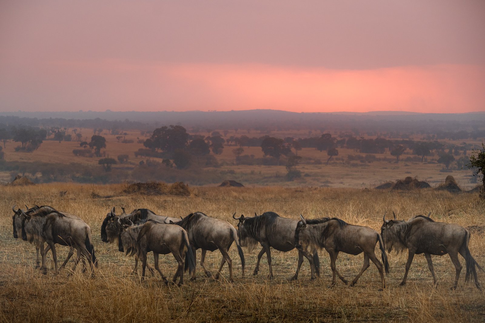 Serengeti Migration - Tanzania Photography Workshop