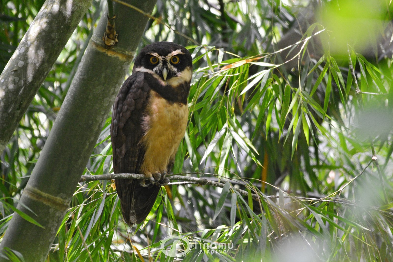 Spectacled Owl - Colombia Birding Adventure