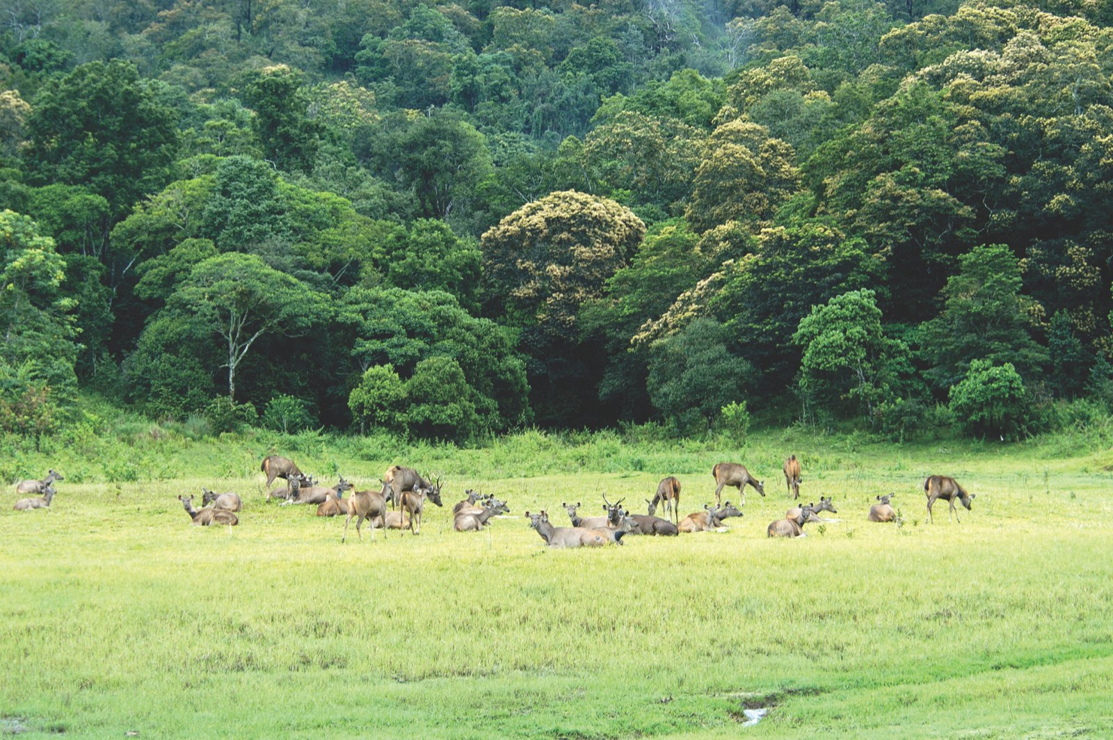 Kerala Tour - Periyar