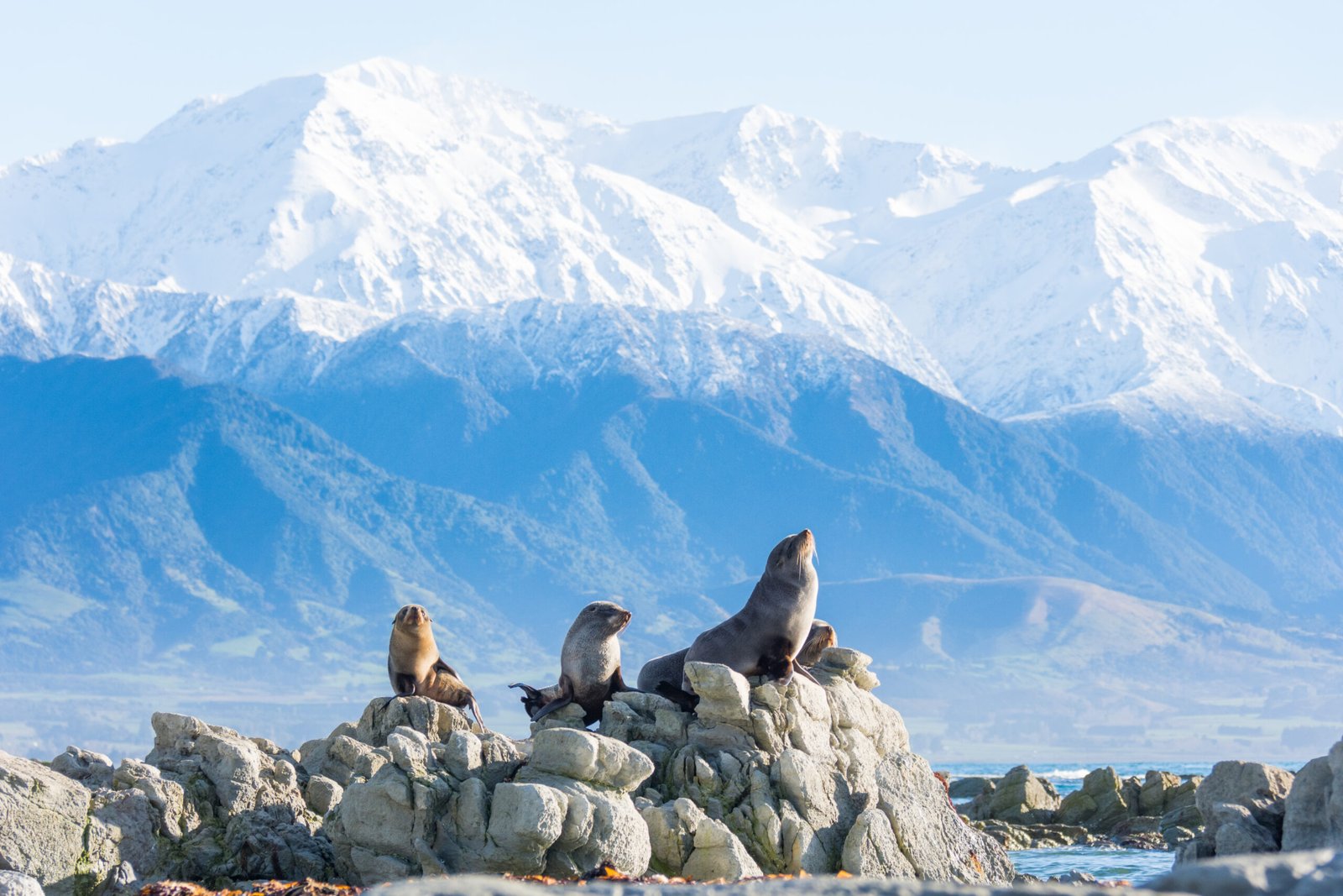 Kaikoura - Ultimate New Zealand Trip