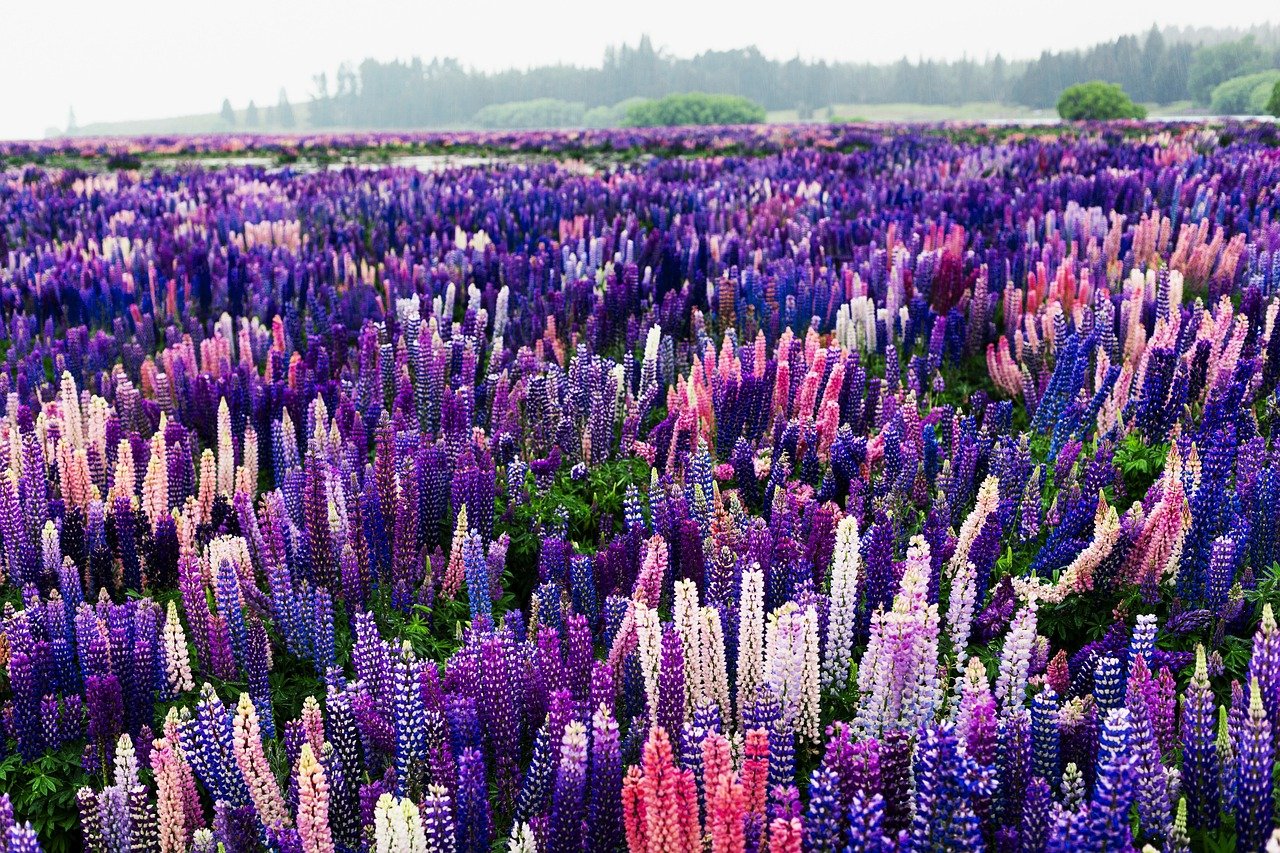 Lovely Lupins - The Ultimate New Zealand Trip