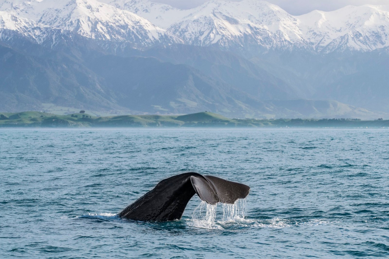 Kaikoura- Kaikoura - Ultimate New Zealand Adventure