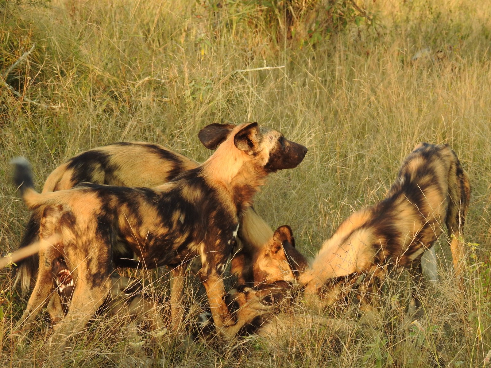 Wild Dogs - South Africa