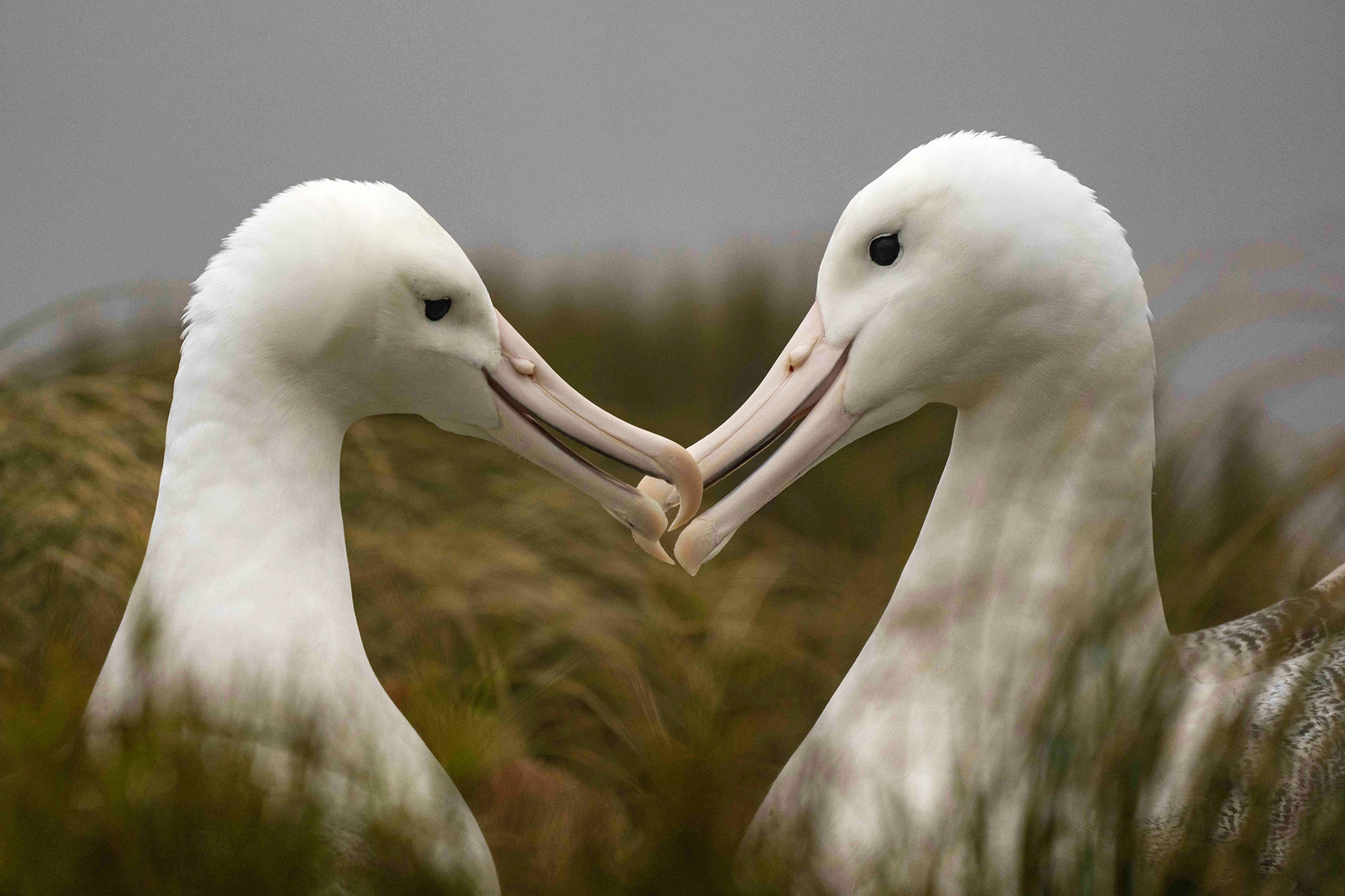 Albatross - Adventure Cruise