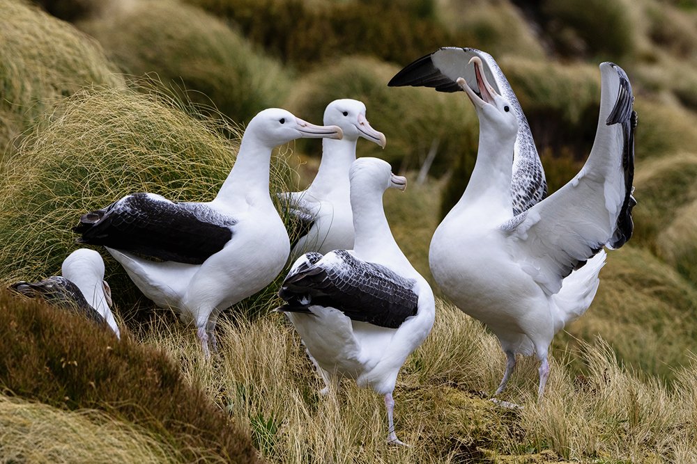 Albatros - Expedition Cruise