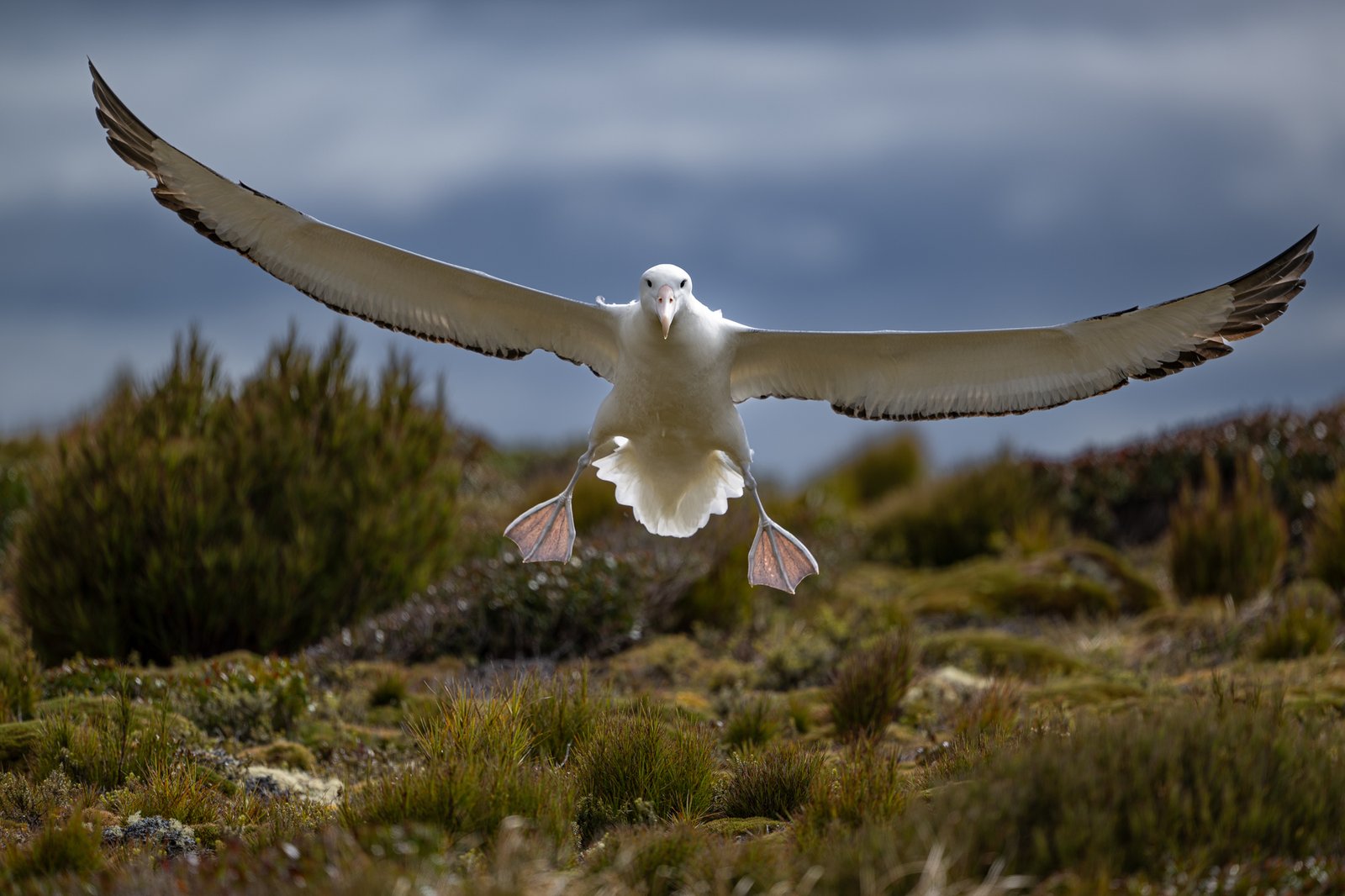 Galapagos of the Southern Ocean - Cruise the Subantarctic Islands of New Zealand and Australia