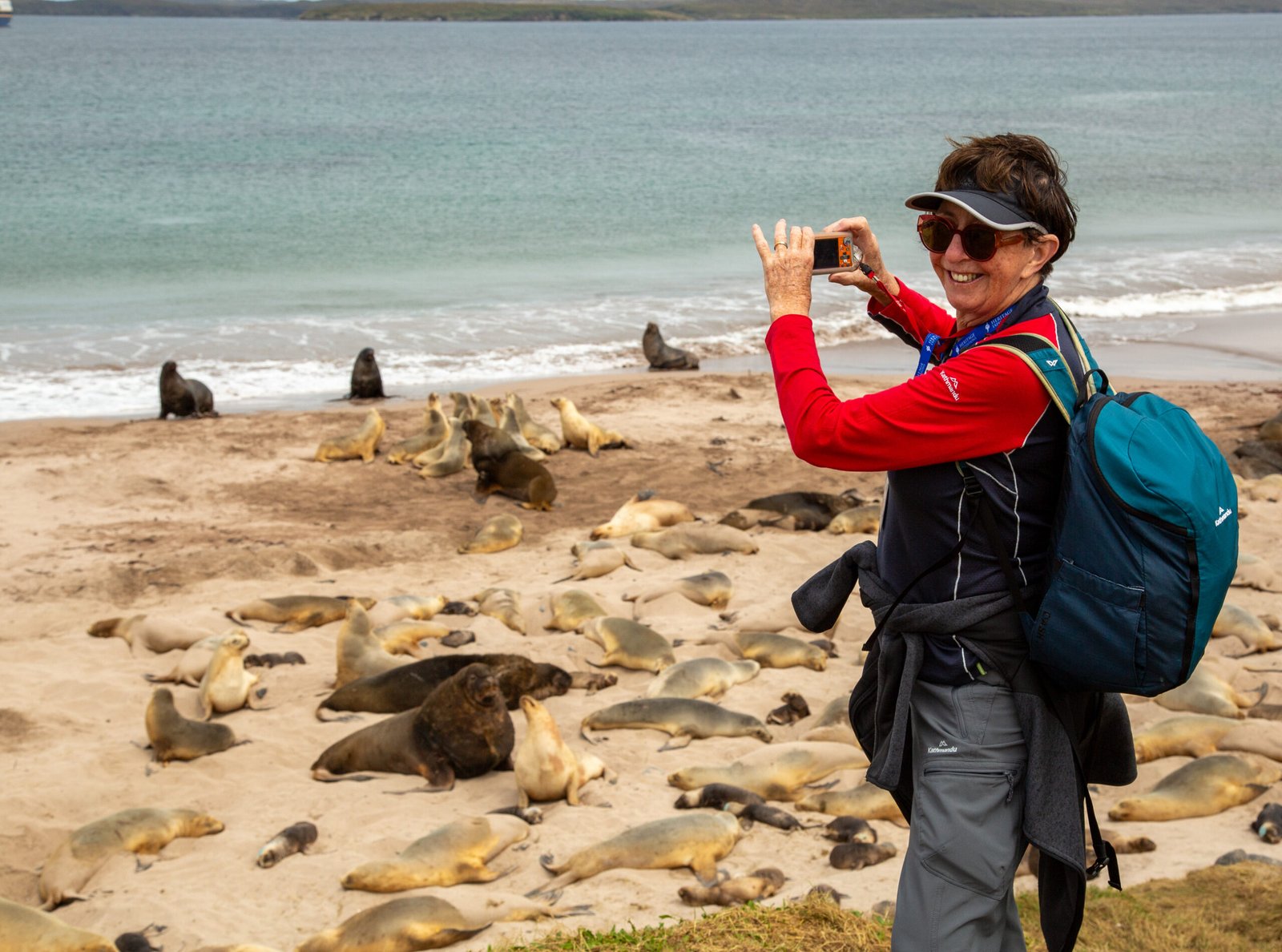 Enderby Island - Cruise the Subantarctic Islands of New Zealand and Australia