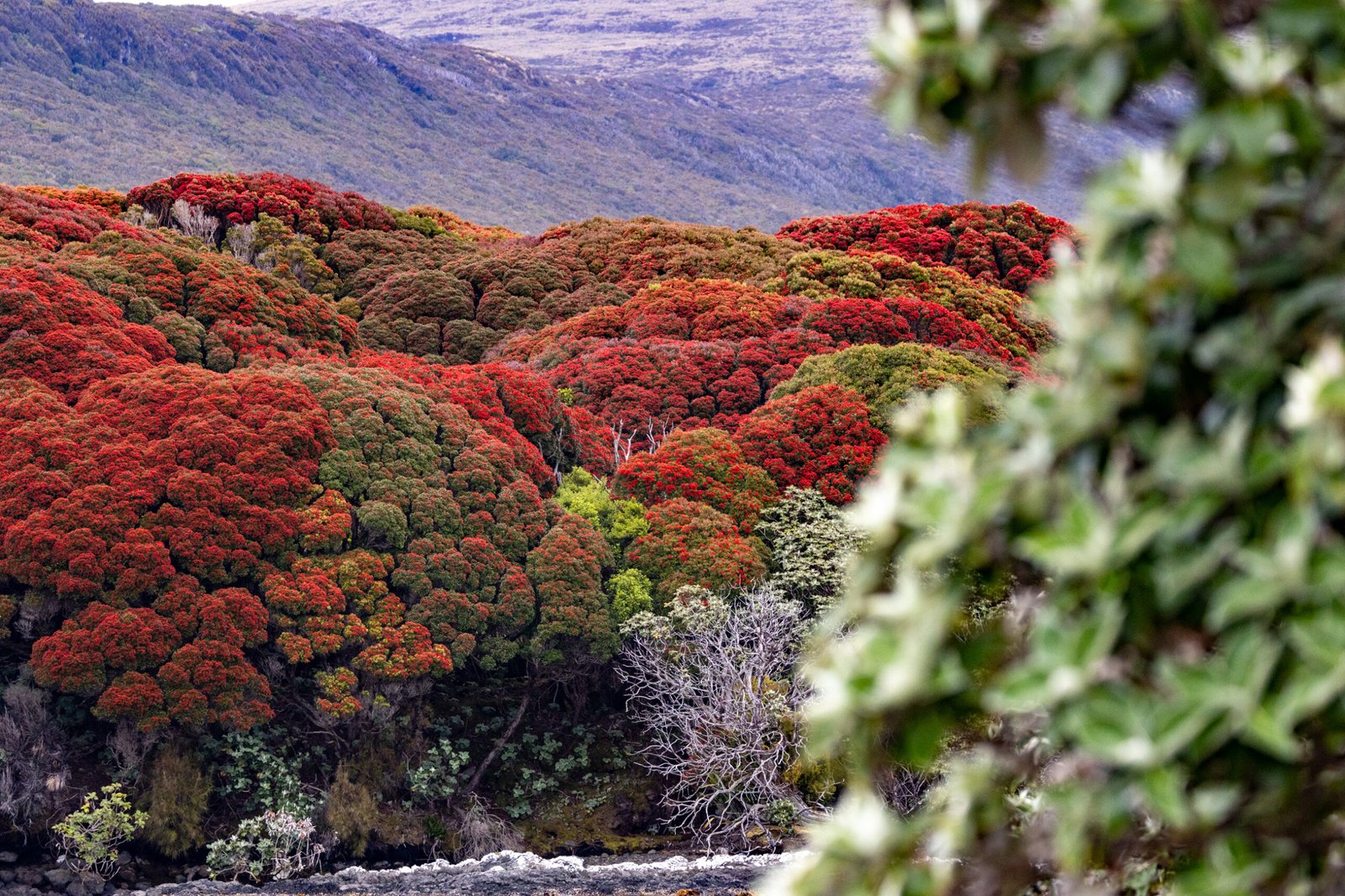 Expedition Cruise - Galapagos of the Southern Ocean -Subantarctic Islands of New Zealand and Australia