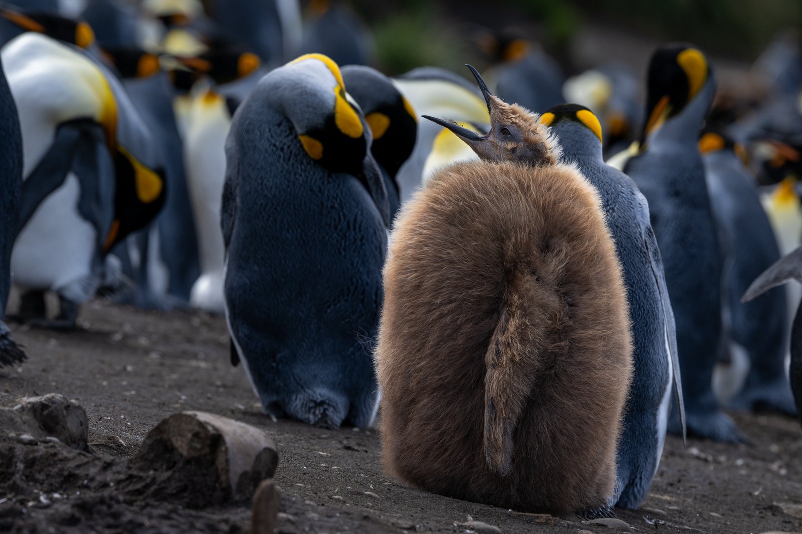 Galapagos of the Southern Ocean - Subantarctic Islands of New Zealand and Australia