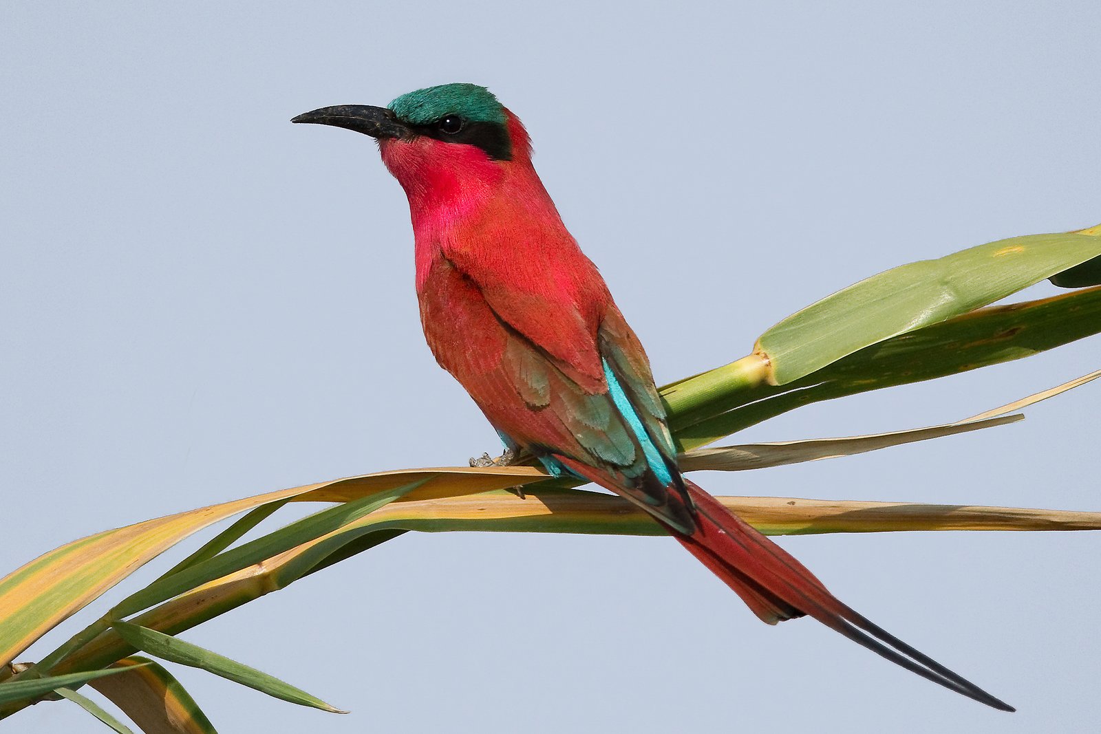 Okavango Delta Safari - Botswana wildlife Safari