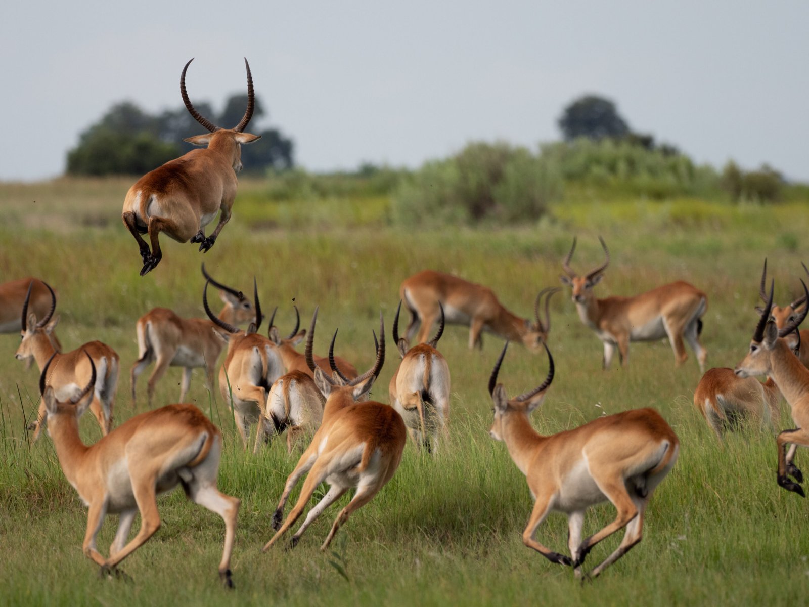 Okavango Delta Safari - Botswana wildlife Safari