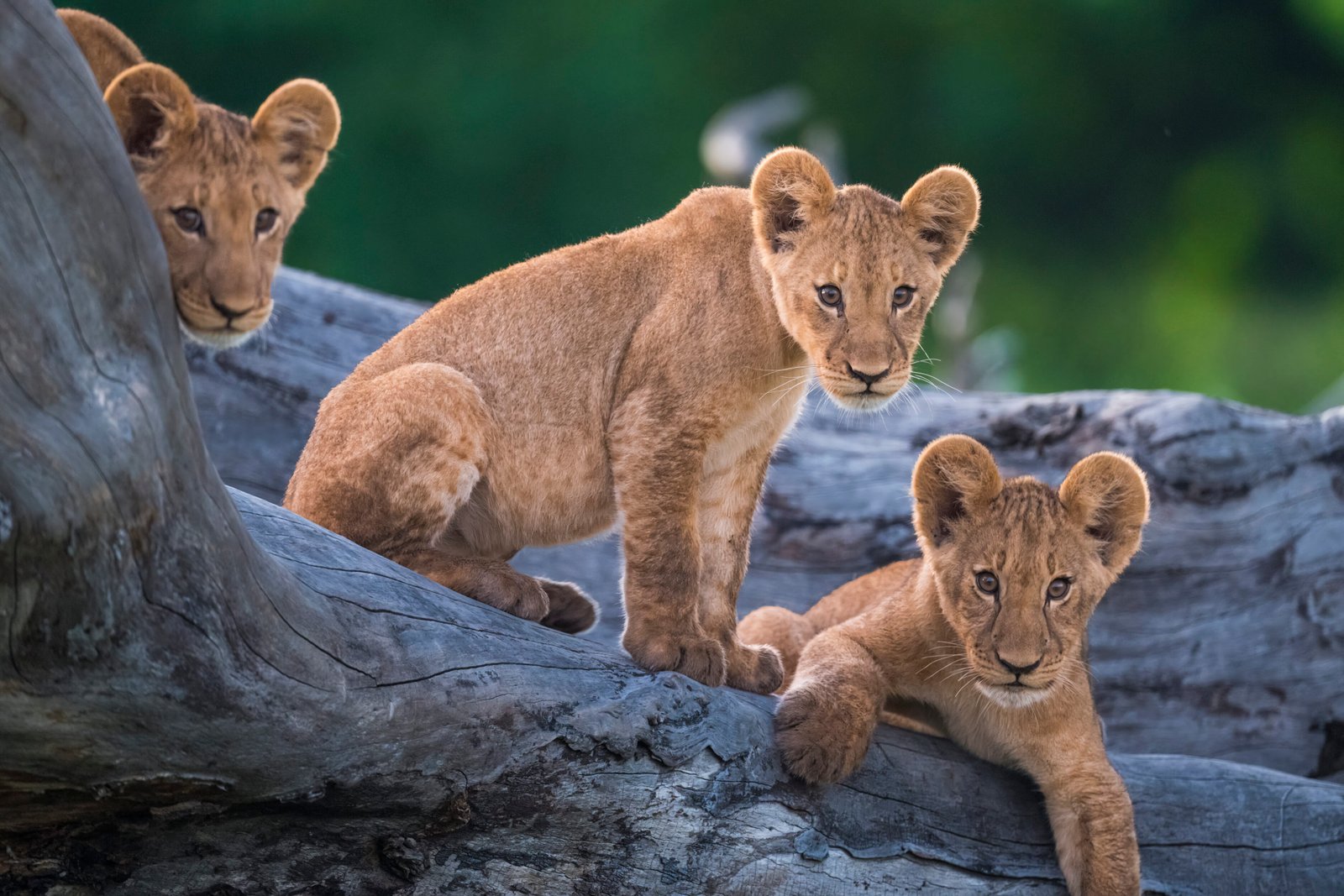 Lion Cubs - Botswana Ultimate Safari Adventure - Wildlife Tours - Finisterra Travel