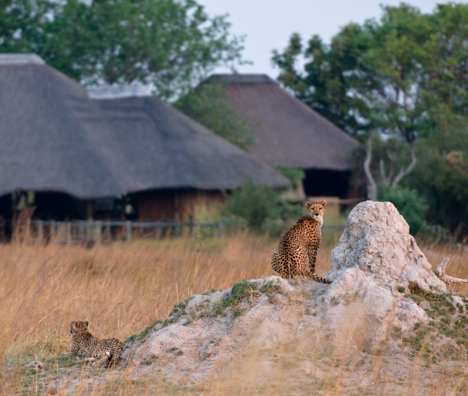 Botswana Ultimate Safari Adventure - Family Wildlife Safari