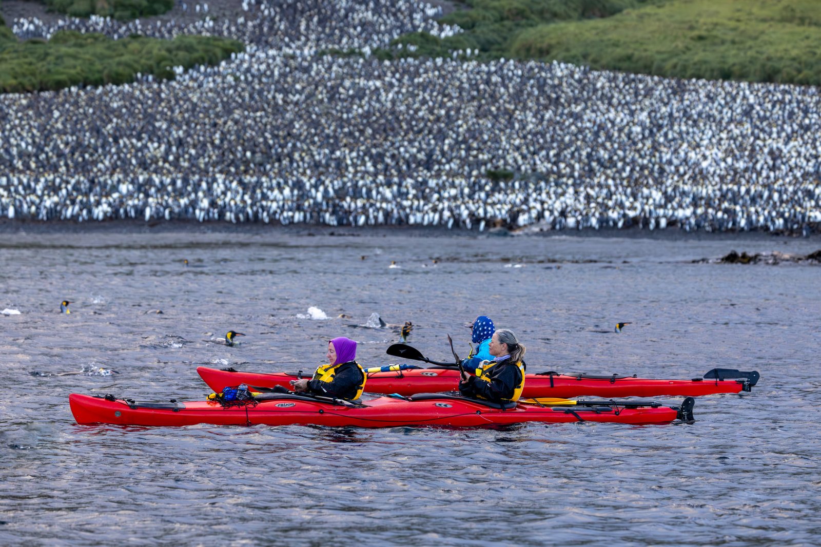 Kayaking - Galapagos of the Southern Ocean -Subantarctic Islands of New Zealand and Australia