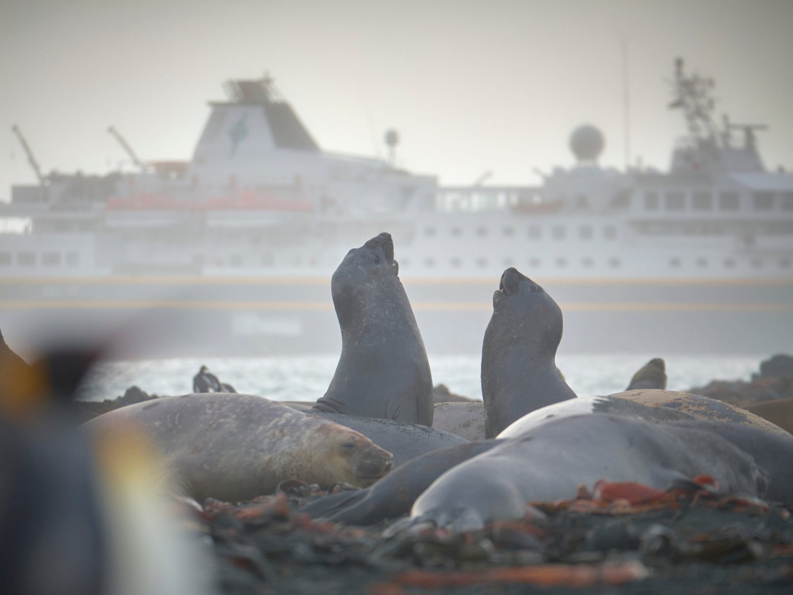 Heritage Adventurer - Visit the Galapagos of the Southern Ocean - Subantarctic Islands
