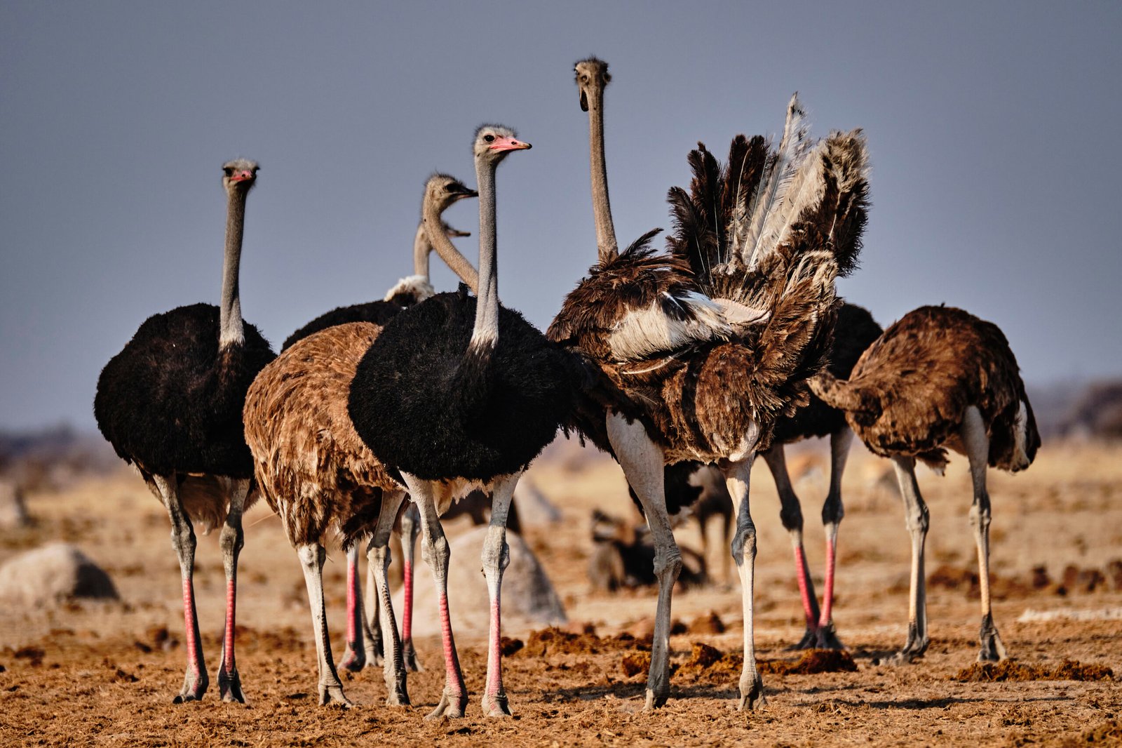 Ostriches - Botswana Ultimate Safari Adventure - Luxury Wildlife Safari