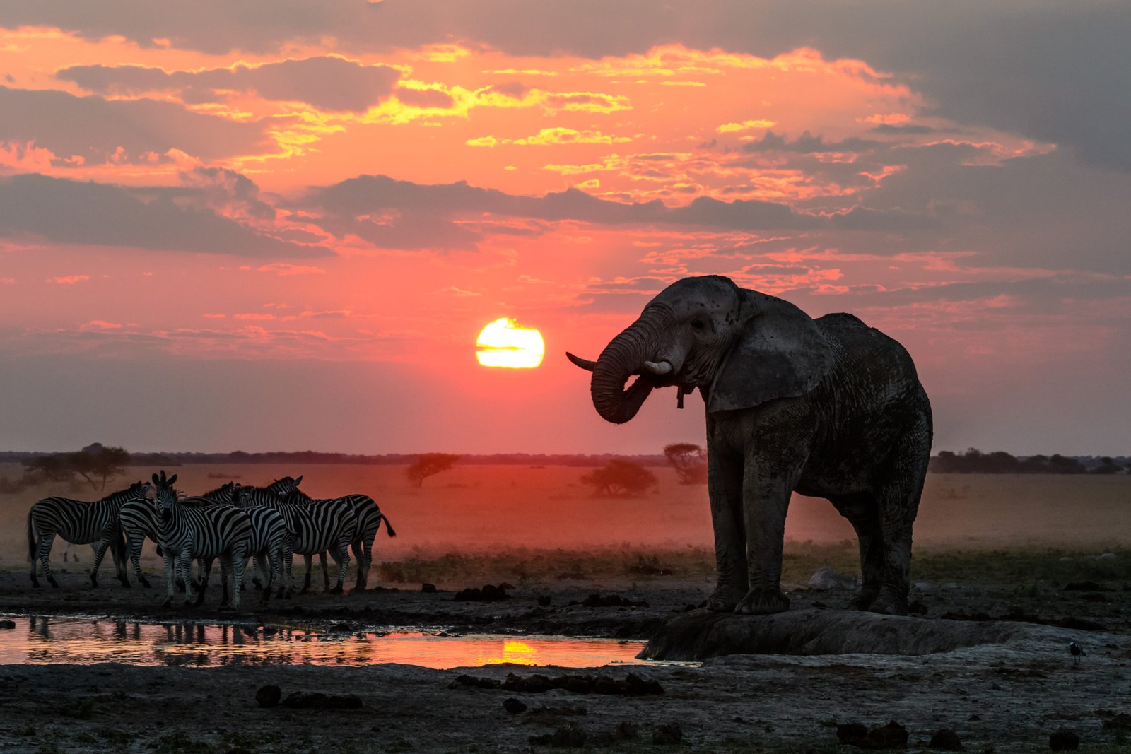 Botswana Safari - Luxury Wildlife Safari