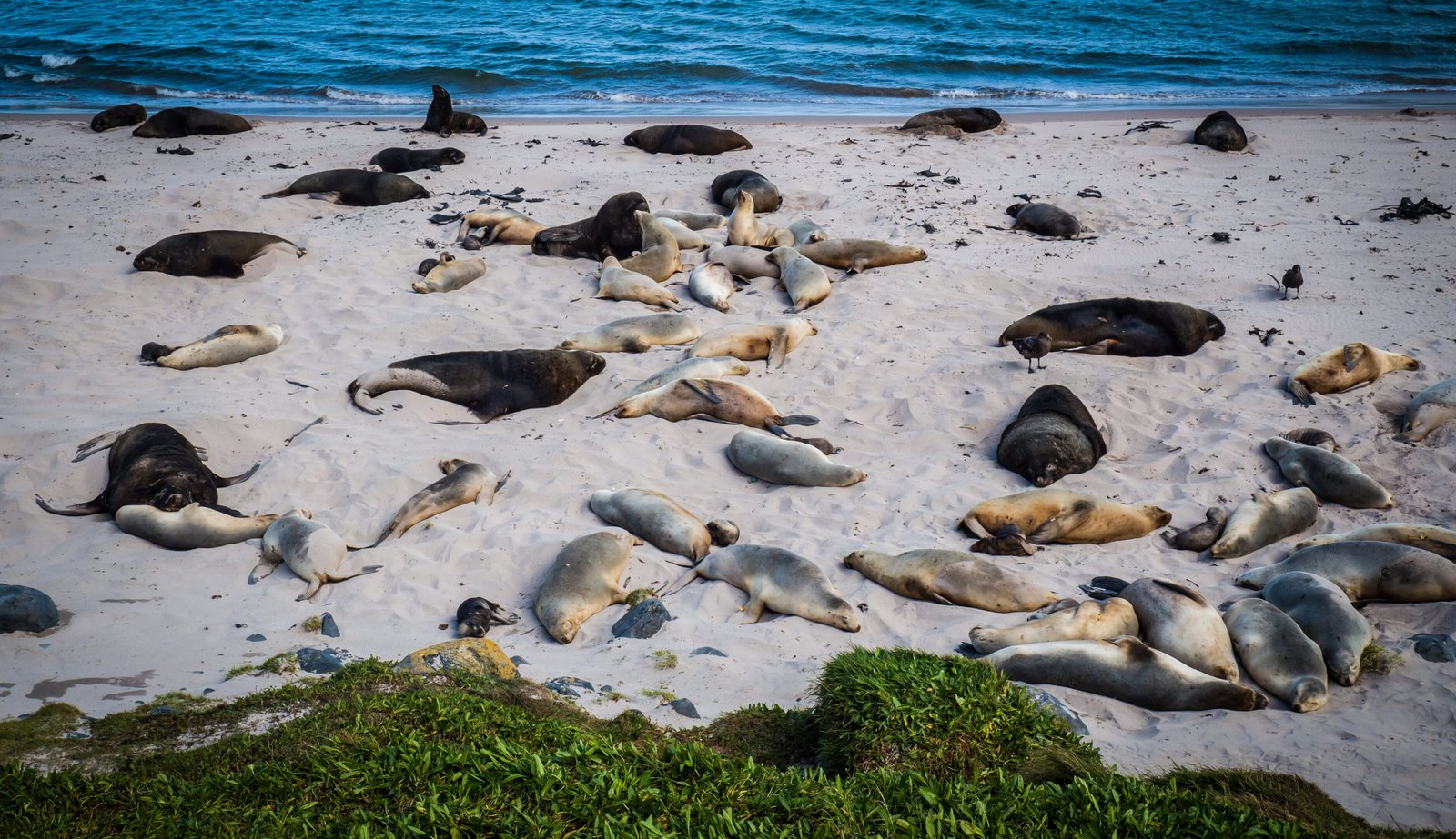 Galapagos of the Southern Ocean -Subantarctic Islands of New Zealand and Australia