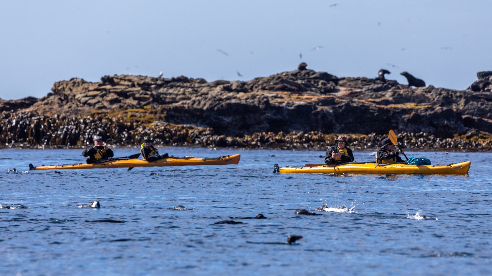 Snares Island Kayaking - Subantarctic Islands of New Zealand and Australia