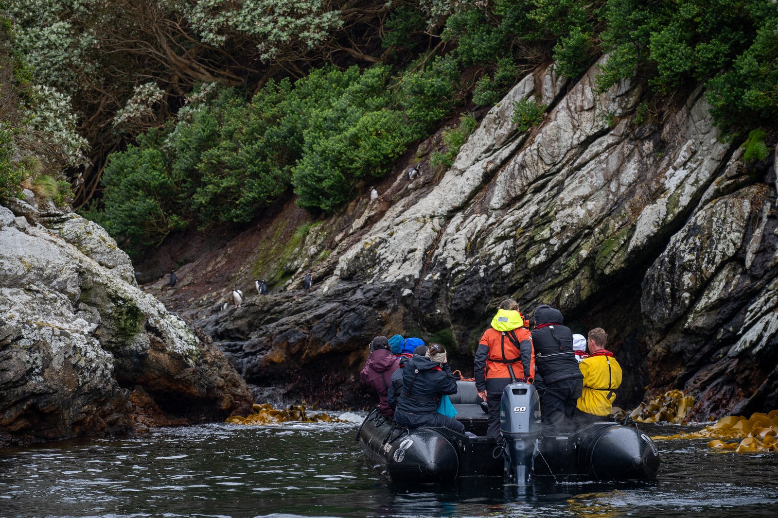 Galapagos of the Southern Ocean -Subantarctic Islands of New Zealand and Australia