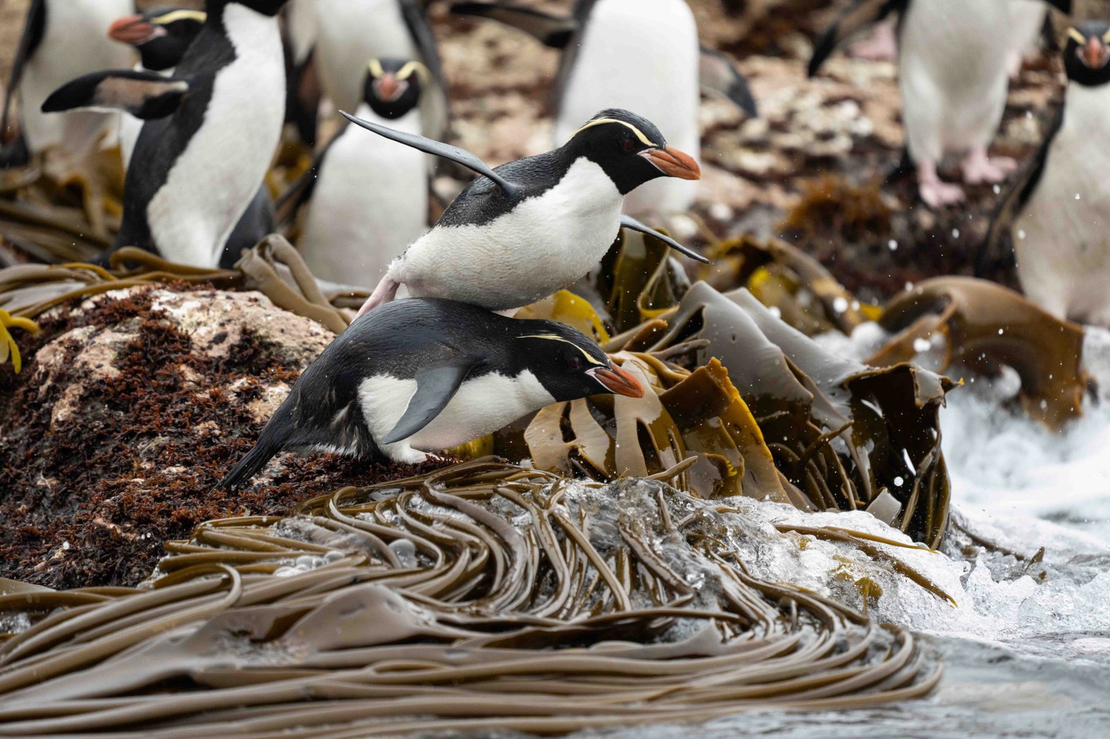 Galapagos of the Southern Ocean - Cruise the Subantarctic Islands of New Zealand and Australia