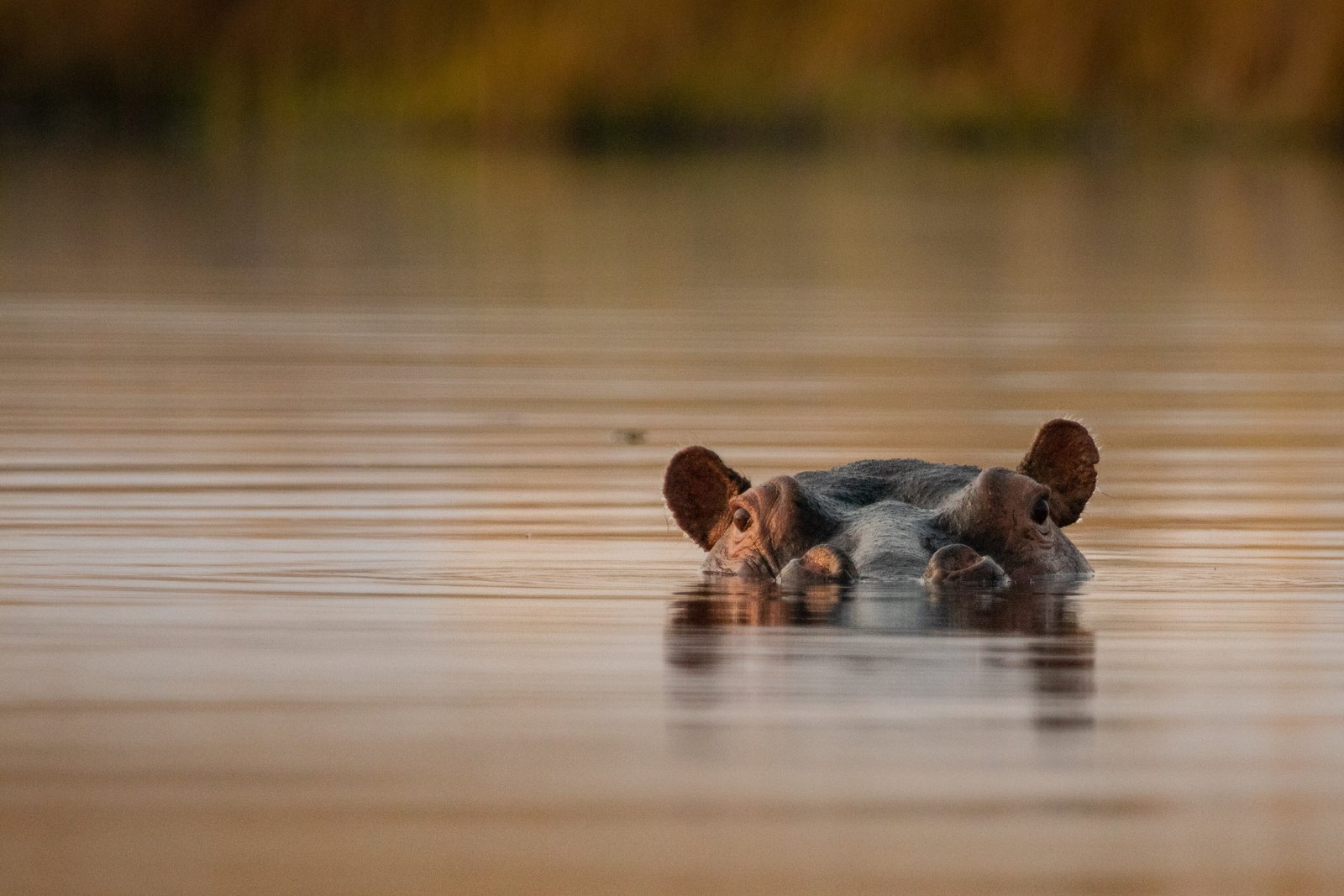 Okavango Delta Wildlife Safari - Botswana Safari