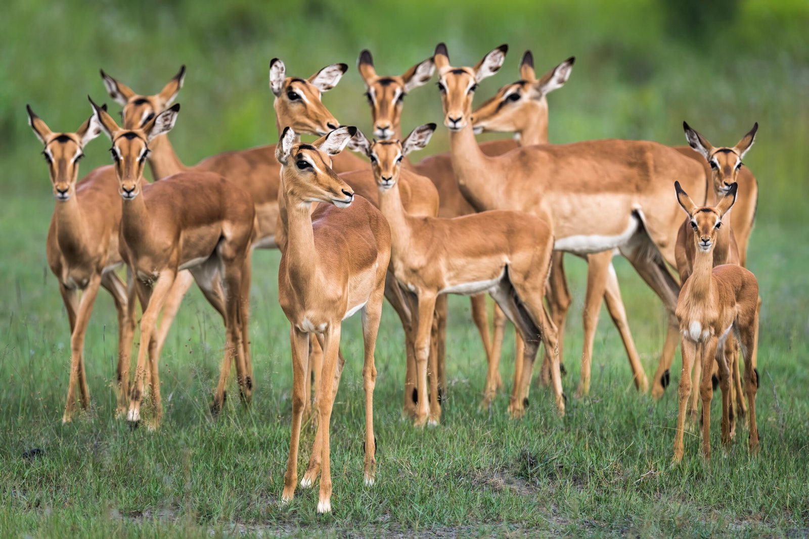 Imapala - Botswana Tour