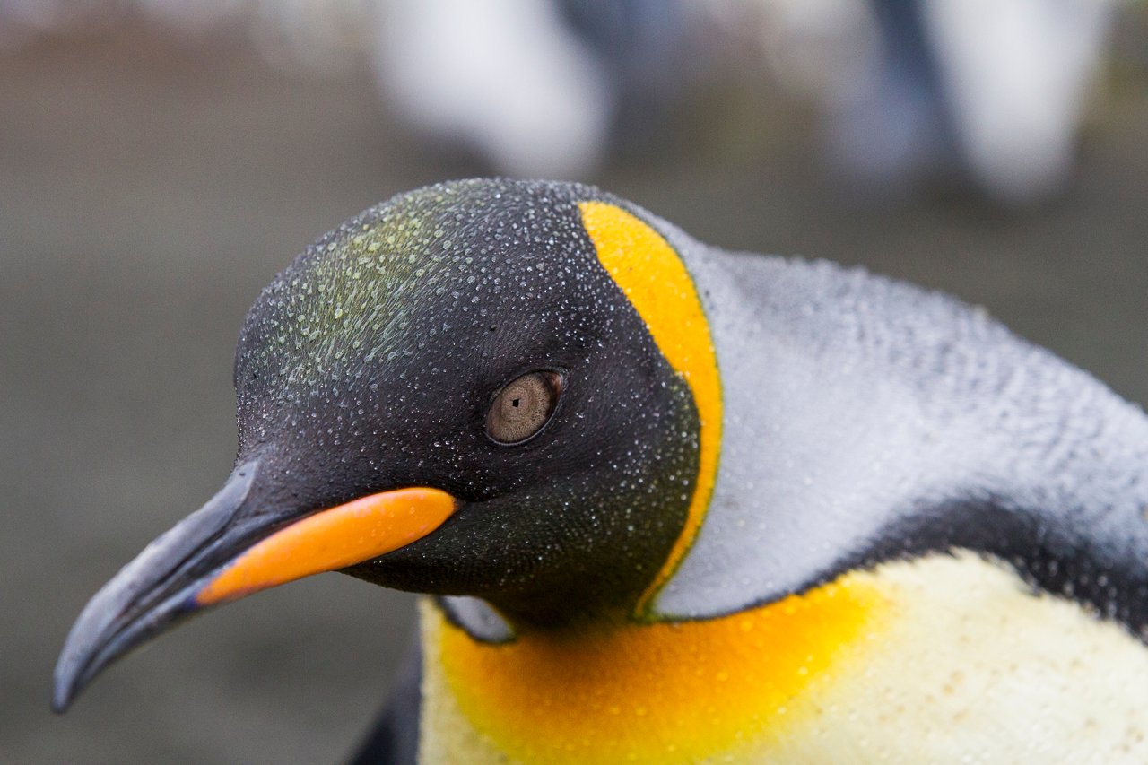 Subantarctic Islands of New Zealand and Australia