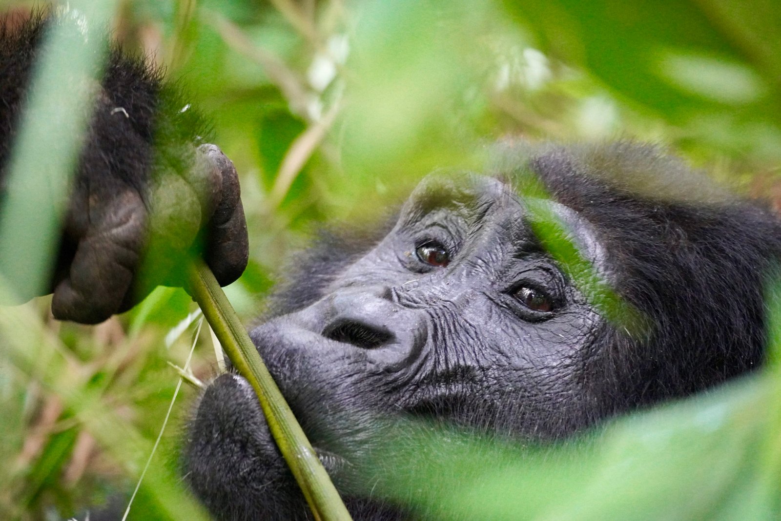 Uganda Small-Group Safari with Keri & Nicola