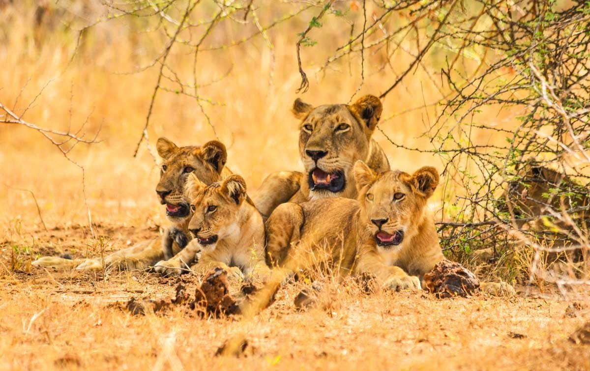 Lion Cubs - Uganda Small-Group Safari