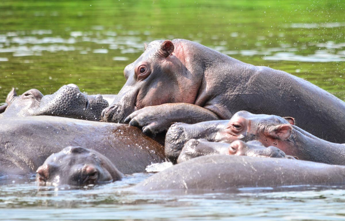Hippos - Uganda Wildlife Tour