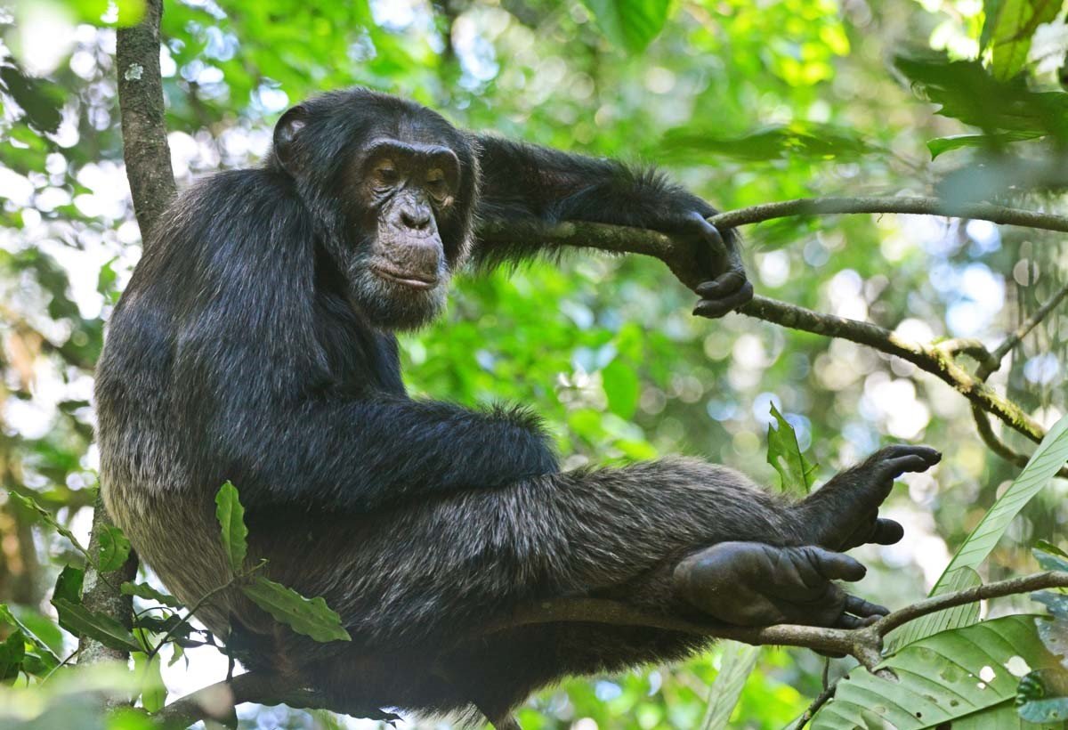 Chimpanzee Tracking - Explore Uganda with Keri & Nicola