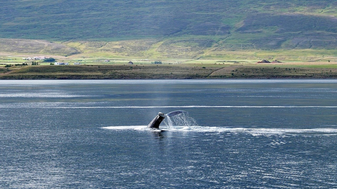 Whale Watching - Hokkaido