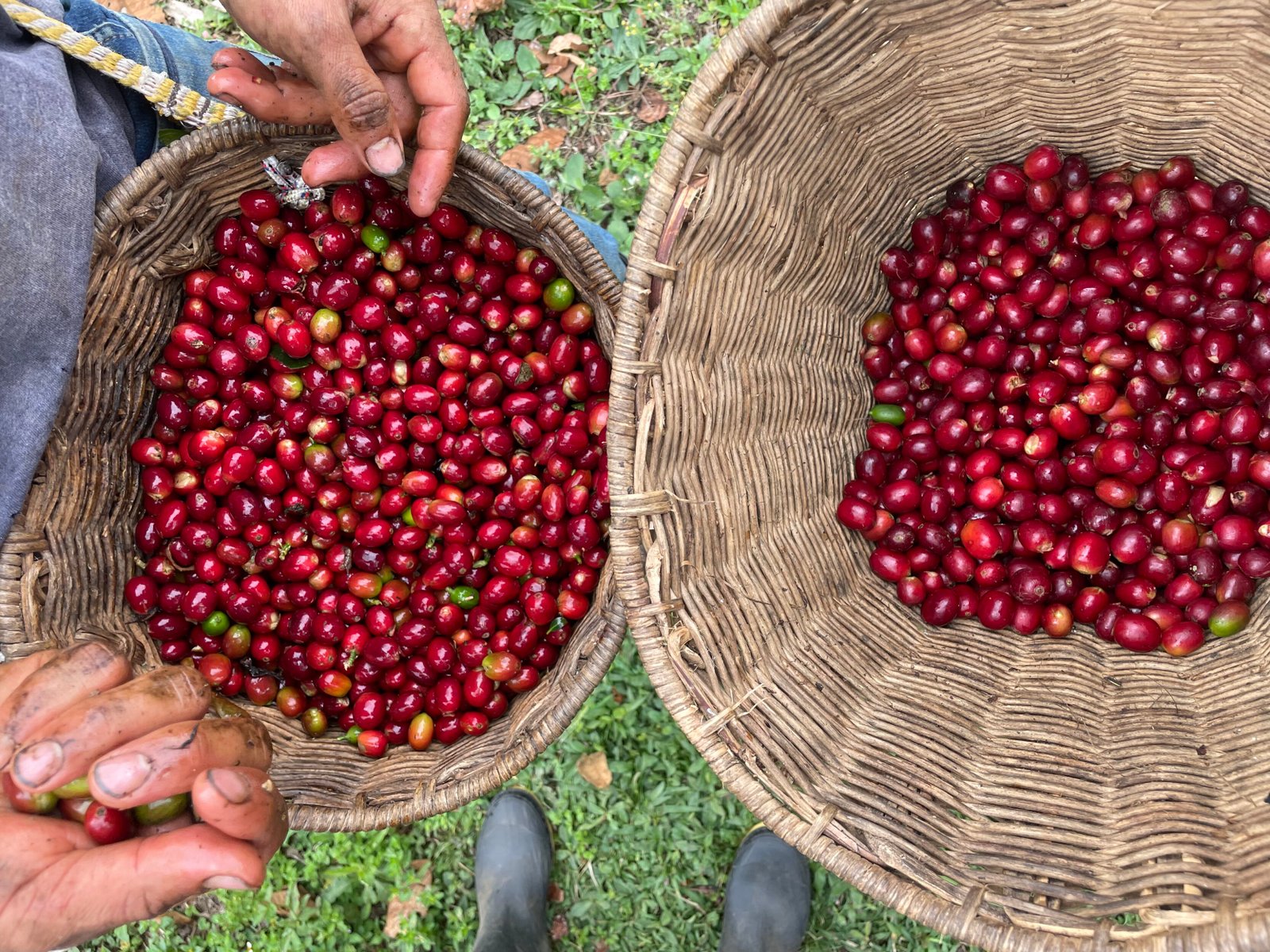 Coffee Experience from bean to cup