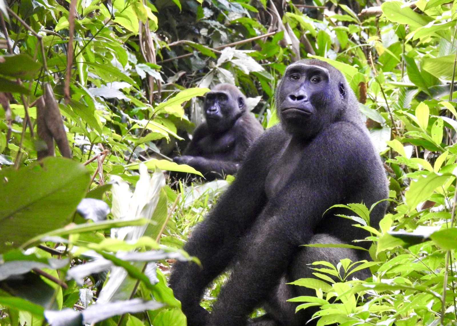 Finisterra Travel - Wildlife Safari - Gorilla Tracking