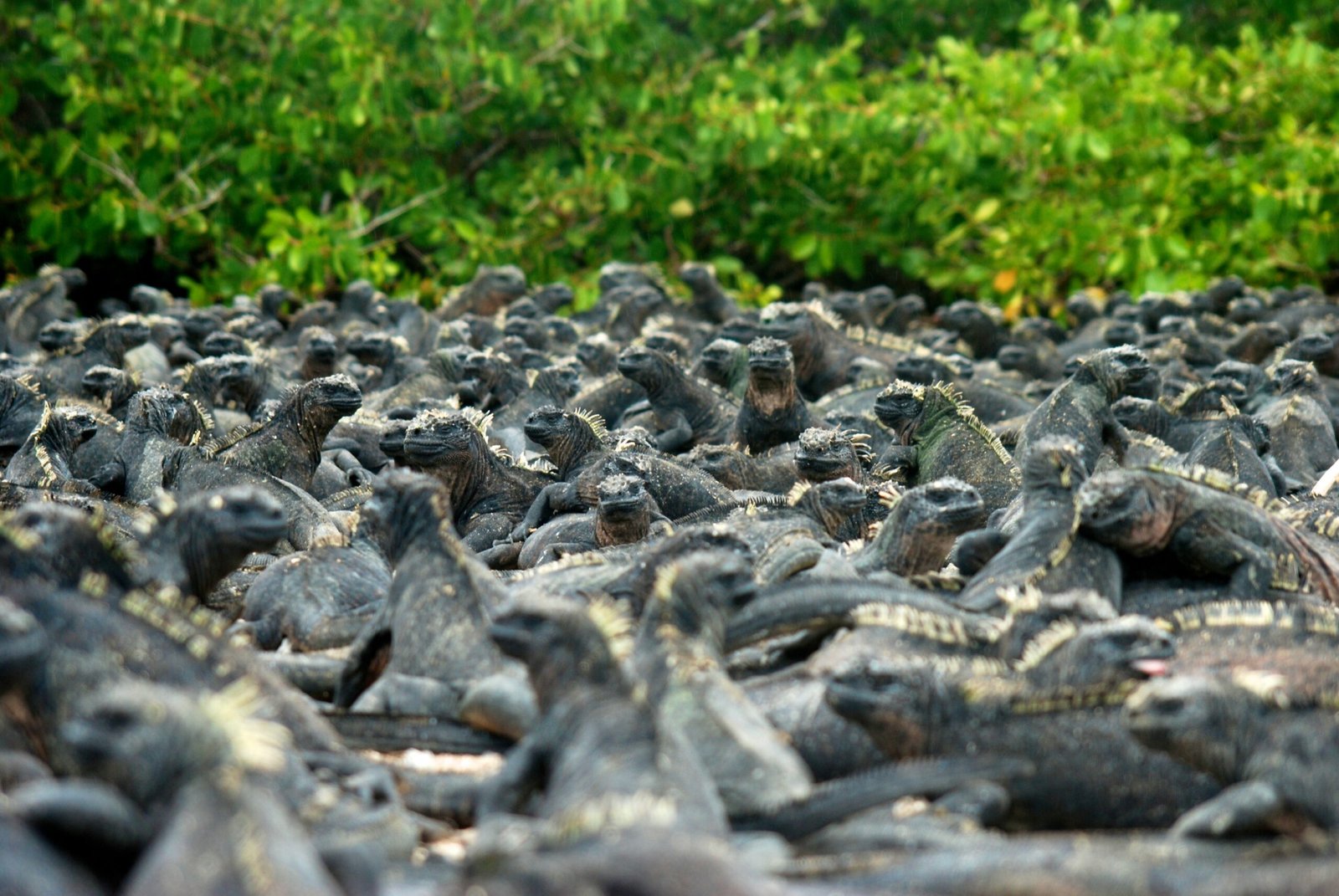 Finisterra Travel - Wildlife Safari - Gorilla Tracking